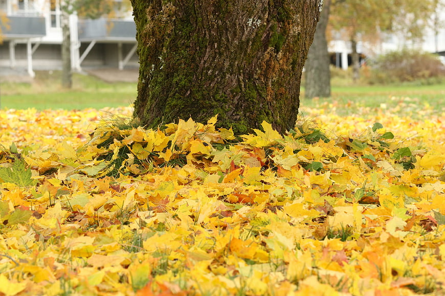 Yellow autumn leaves covering grass around a mossy tree trunk