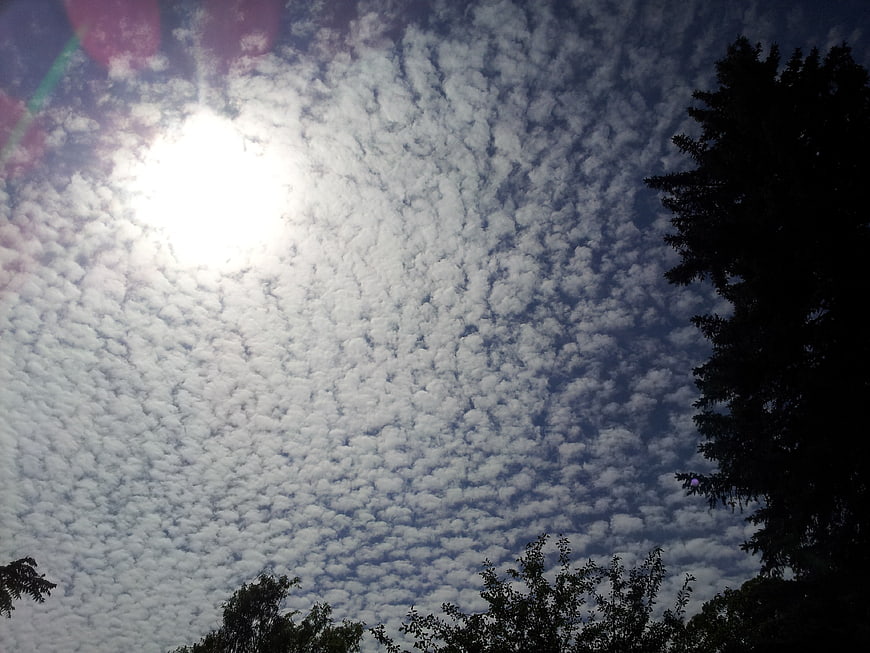 Sun shining through altocumulus clouds with tree silhouettes