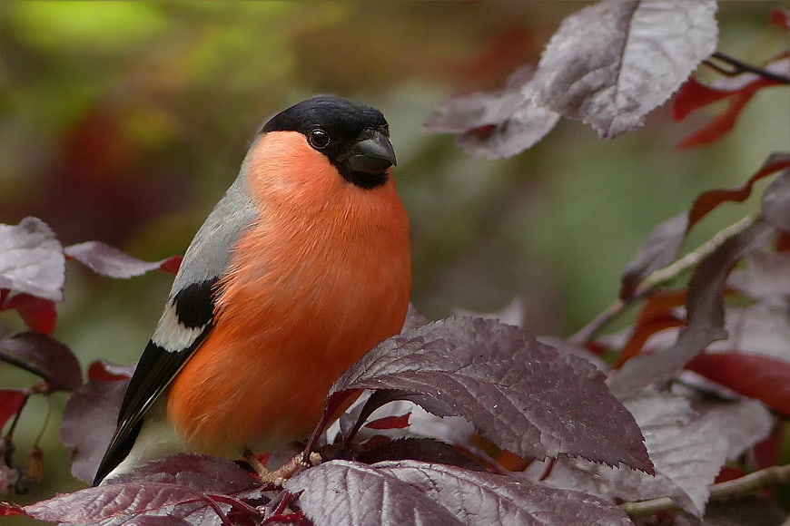 Close-up of a male Eurasian bullfinch on purple leaves