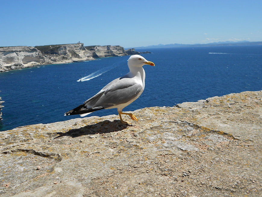 Seagull standing on coastal cliff overlooking deep blue ocean