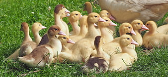 Cute yellow goslings huddled together on green grass