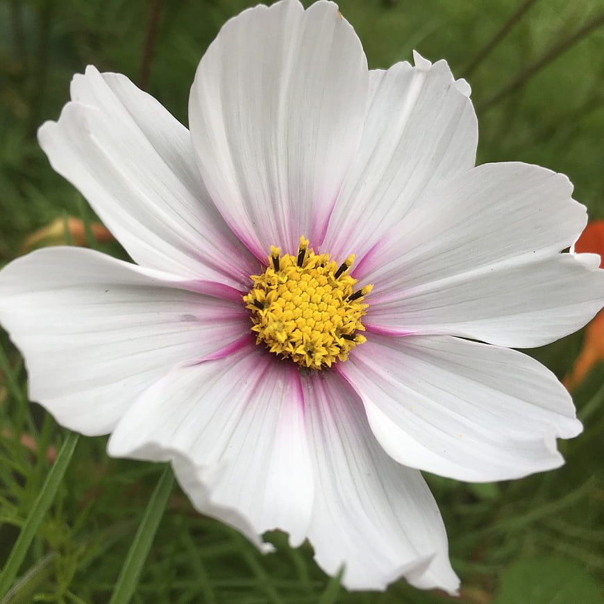 Close-up of White Cosmos Flower with Pink Center