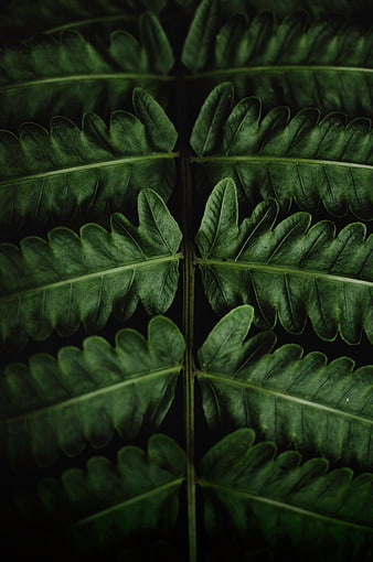 Dark Green Fern Frond Closeup with Symmetrical Veins