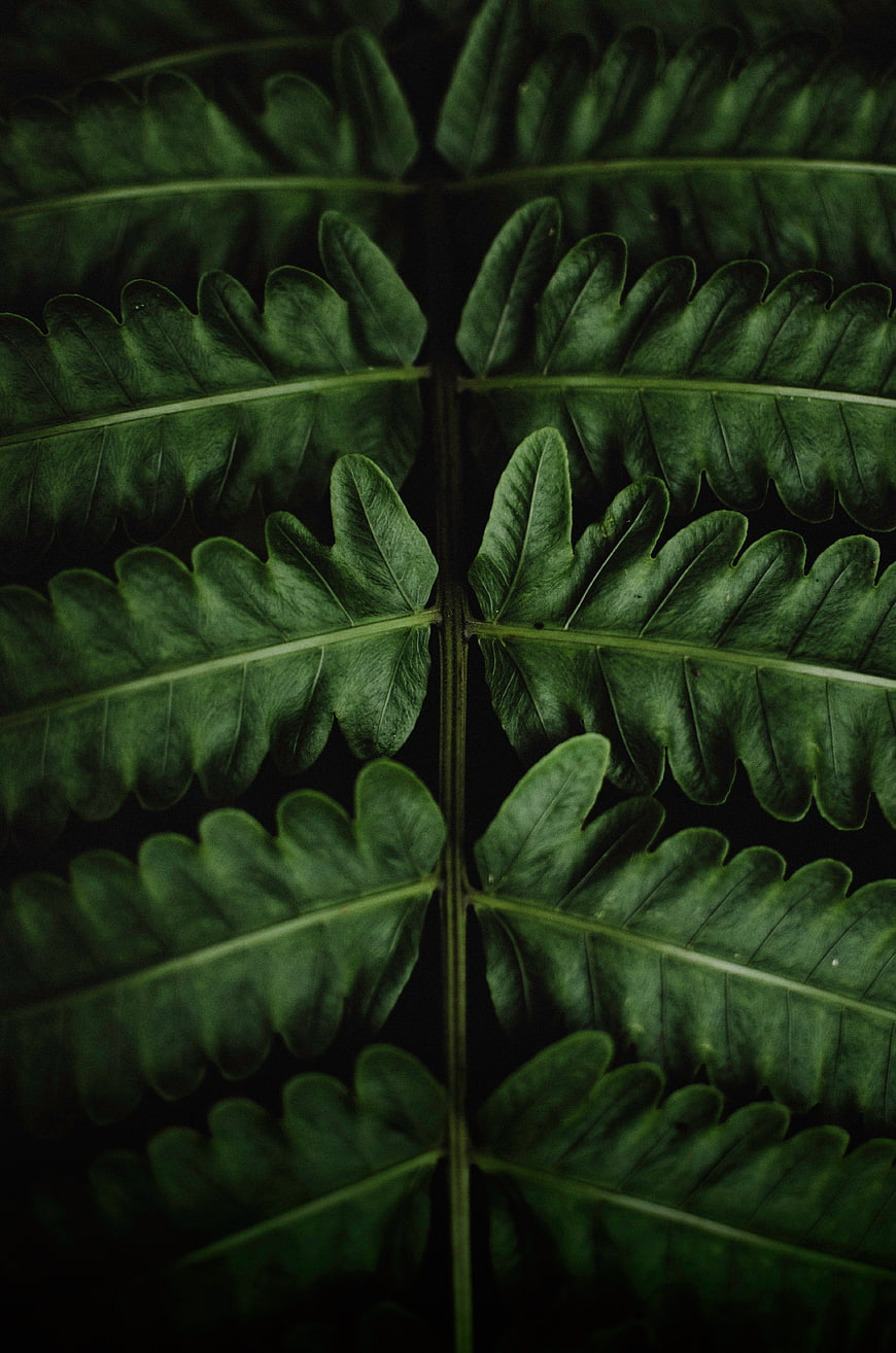 Dark Green Fern Frond Closeup with Symmetrical Veins