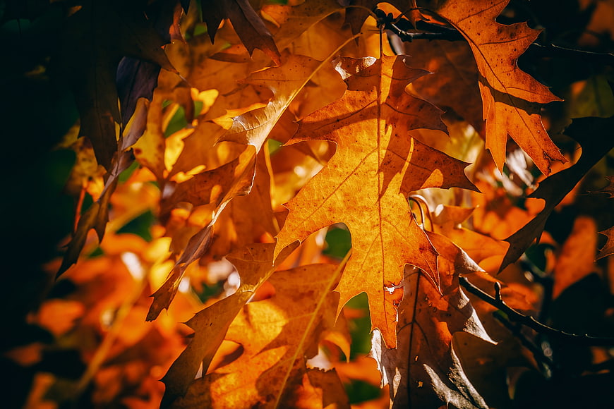Backlit Orange Autumn Oak Leaves in Golden Sunlight