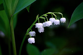 Lily of the Valley Flowers on Dark Green Background