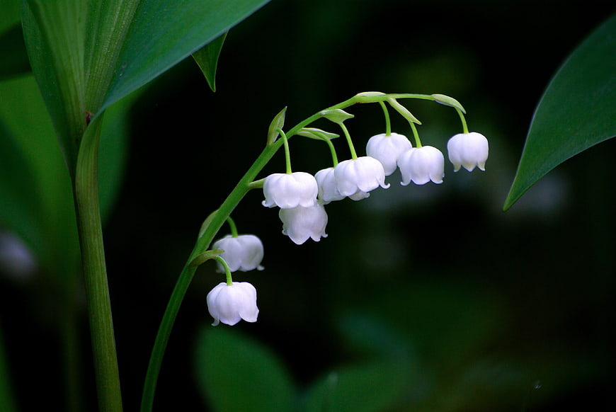 Lily of the Valley Flowers on Dark Green Background