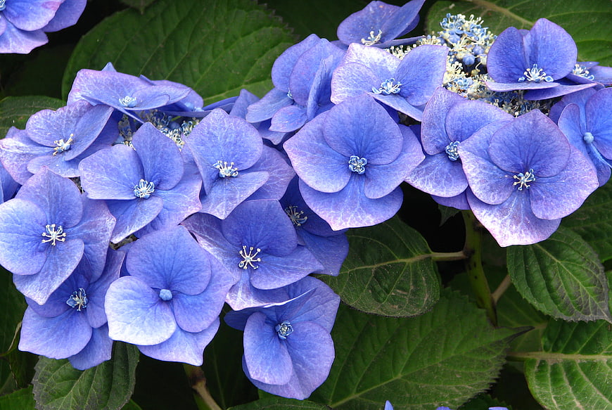 Close-up of vibrant blue hydrangea flowers with green leaves