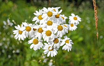 Close-up of white daisies with yellow centers in a green meadow