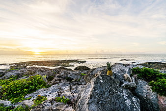 Pineapple on Rocky Coast at Sunset