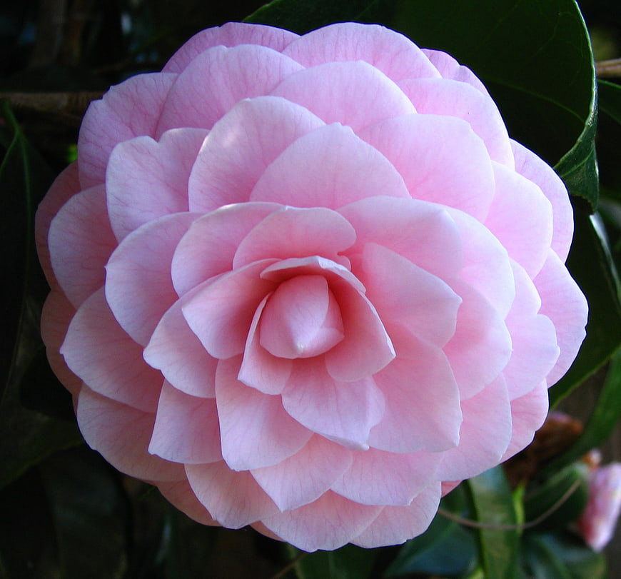 Close-up of a delicate pink camellia flower