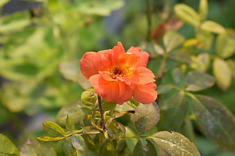 Close-up of a vibrant orange rose in a garden