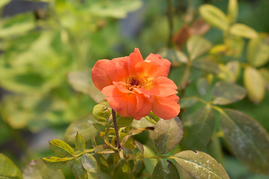 Close-up of a vibrant orange rose in a garden