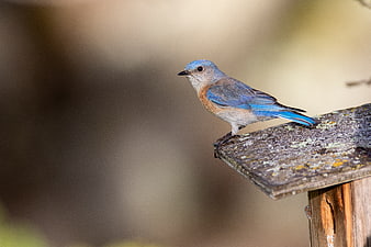 Western Bluebird Perched on Wooden Birdhouse