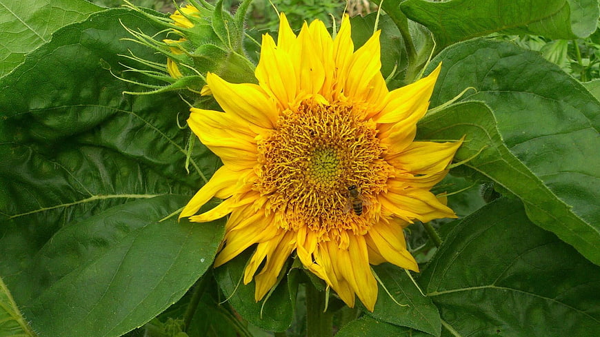 Close-up of a vibrant yellow sunflower with a bee