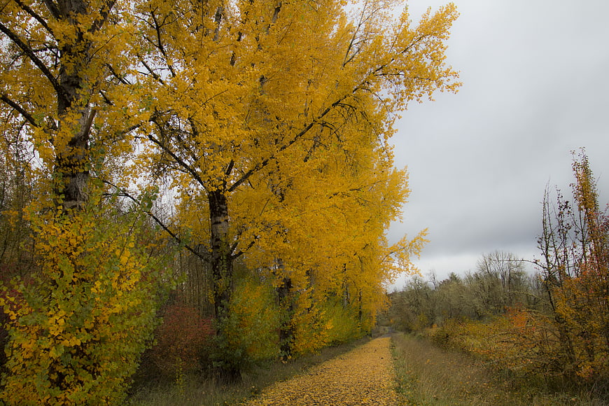 Golden Autumn Birch Trees Lining a Forest Path