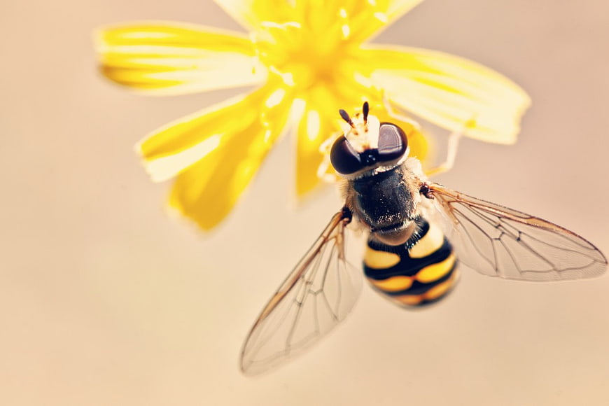 Macro shot of hoverfly hovering near yellow flower