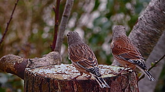 Two small brown birds eating seeds on a tree stump