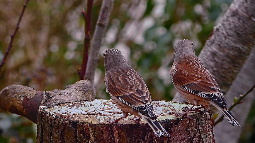 Two small brown birds eating seeds on a tree stump