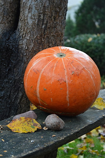 Orange pumpkin on wooden bench with autumn leaves
