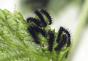 Macro shot of black hairy caterpillars on green leaf