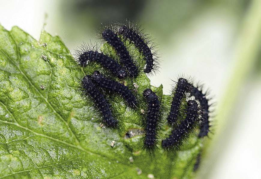 Macro shot of black hairy caterpillars on green leaf
