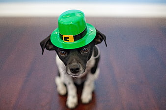Cute Puppy Wearing Green Leprechaun Hat on Wooden Floor