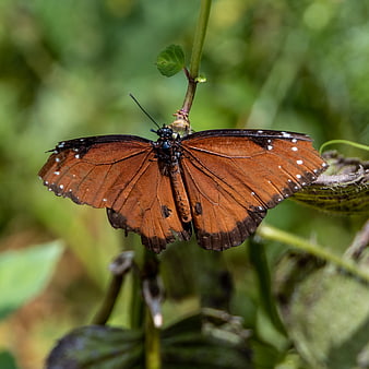 Close-up of Orange Butterfly with White Spots on Green Stem