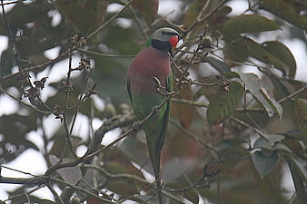Red-breasted Parakeet Perched on Tree Branch