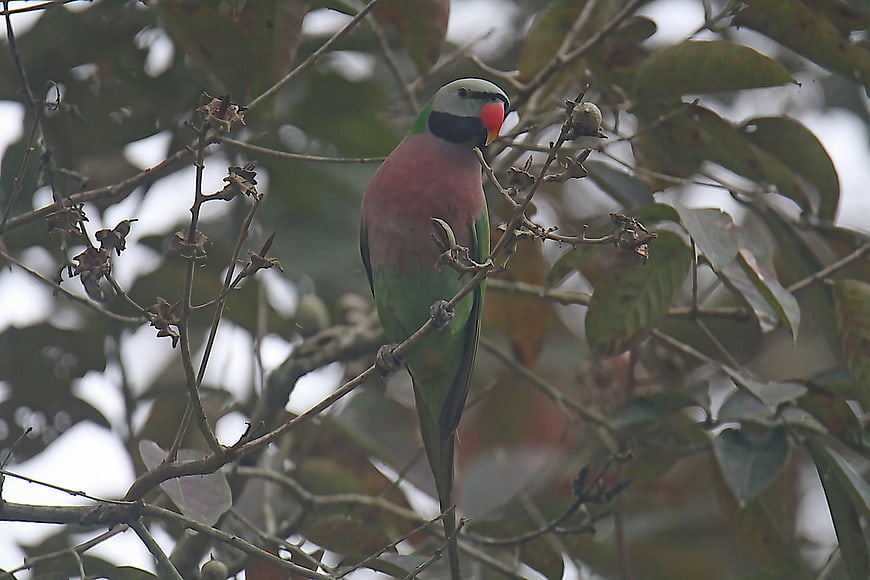 Red-breasted Parakeet Perched on Tree Branch