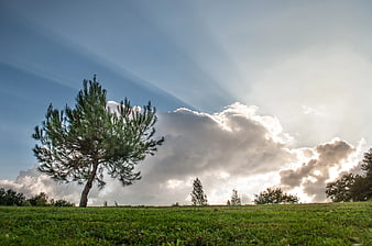 Lone Pine Tree on Green Hill with Dramatic Sunbeams