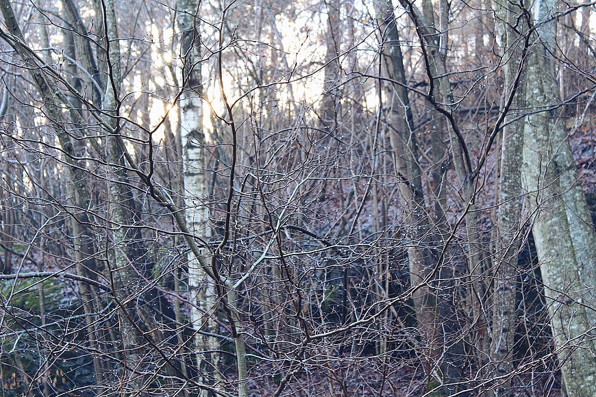 Sunlight filtering through bare winter forest trees