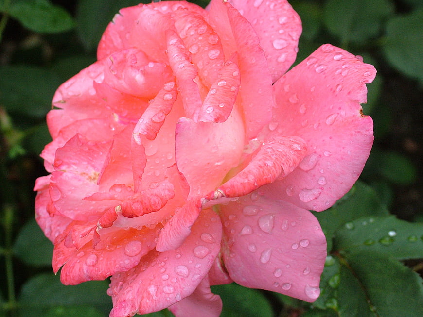 Close-up of a vibrant pink rose with water droplets