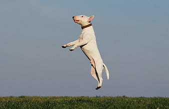 White Bull Terrier Jumping In Air Against Blue Sky