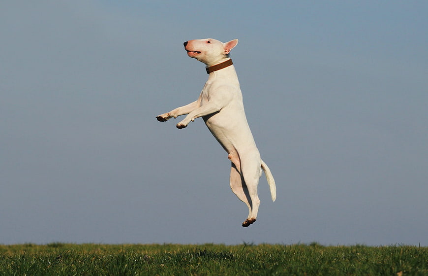 White Bull Terrier Jumping In Air Against Blue Sky