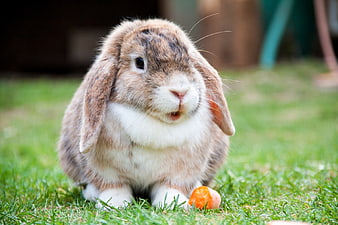 Cute lop-eared rabbit eating carrot on green grass
