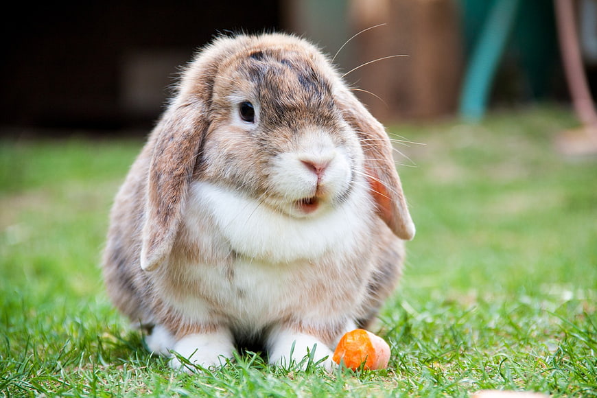 Cute lop-eared rabbit eating carrot on green grass