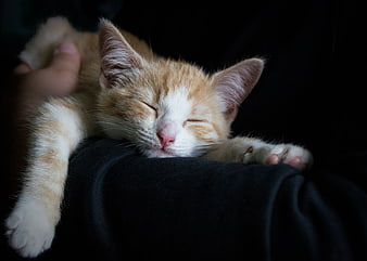 Sleeping Orange and White Kitten on Black Fabric