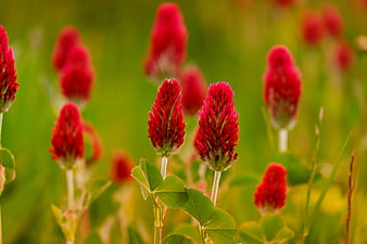 Vibrant Red Clover Flowers in a Green Meadow