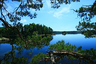 Serene Lake View Framed by Pine Branches