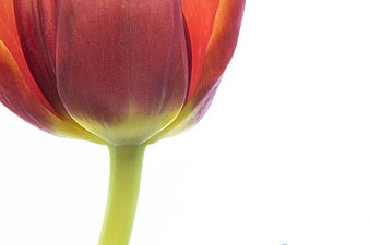 Close-up of vibrant red and yellow tulip on white background