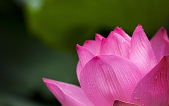 Close-up of Pink Lotus Flower with Water Droplets