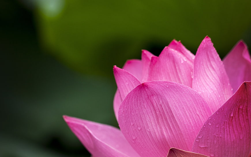 Close-up of Pink Lotus Flower with Water Droplets
