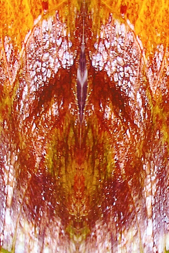 Abstract Rorschach Inkblot Pattern in Warm Autumn Tones