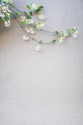White jasmine flowers on textured beige wall background