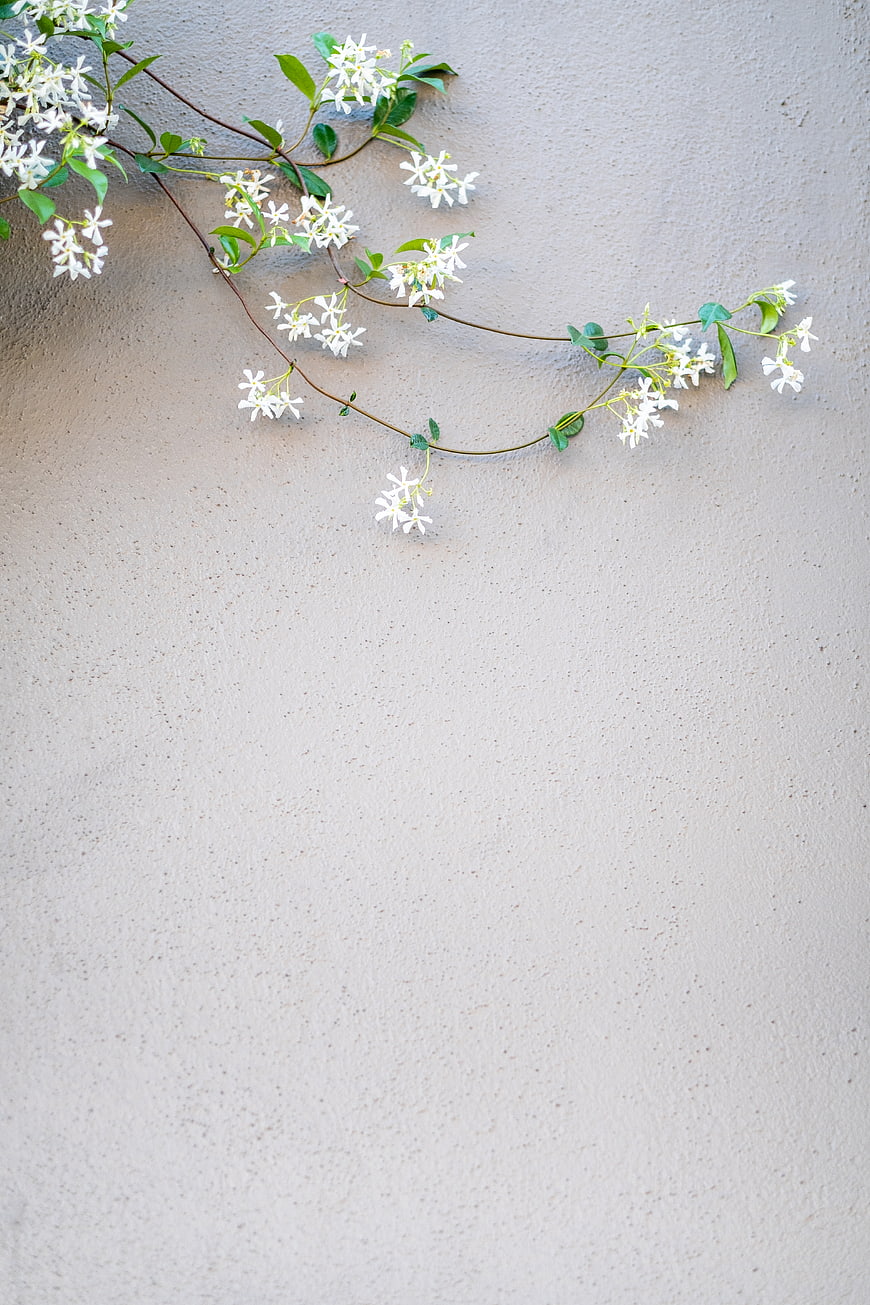 White jasmine flowers on textured beige wall background