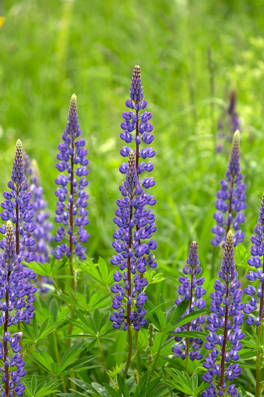 Vibrant Purple Lupine Flowers Blooming in Green Field