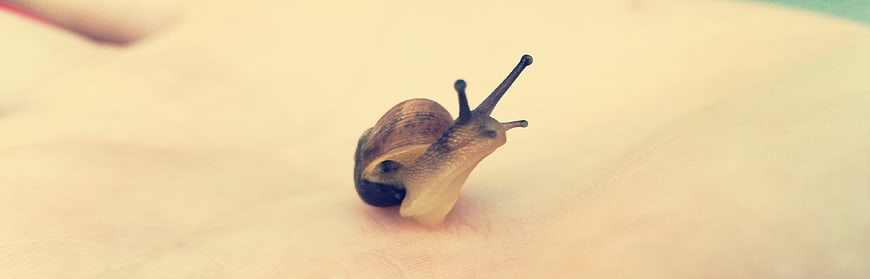 Close-up of a small snail crawling on human skin