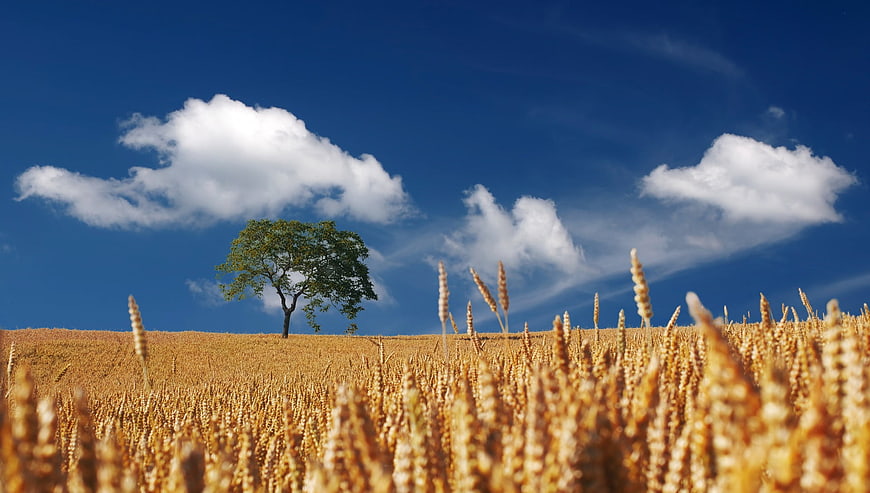 Golden Wheat Field with Lone Tree Under Blue Sky