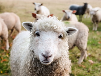 Close-up portrait of a curious white sheep in a pasture